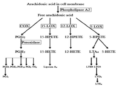 Schematic Representation Of The Metabolism Of Arachidonic Acid Download Scientific Diagram