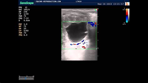 Pregnant Horse Ultrasound