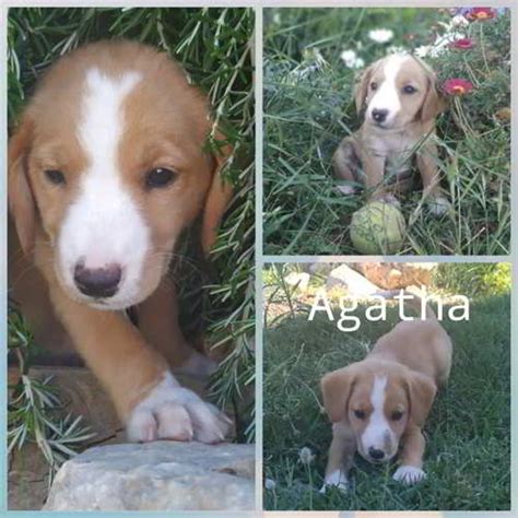 Siete Cachorros Mestizos Talla Mediana En Adopción Castellón