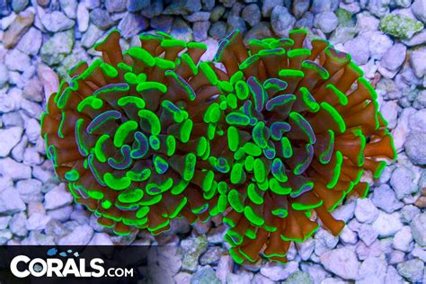 Branching Hammer Australia NEON TOXIC 2 Heads Corals