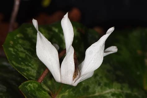 Cyclamen Balearicum Willk Plants Of The World Online Kew Science