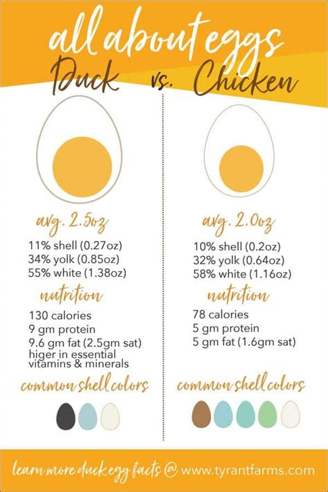 Duck Eggs vs. Chicken Eggs: A Complete Comparison