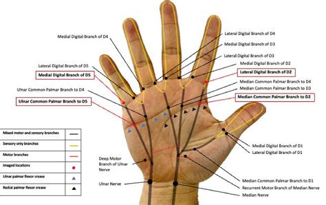 Nerves Of The Hand