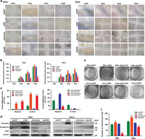 Elevated Lgr Enhances Migration Invasion And Colony Formation Ability