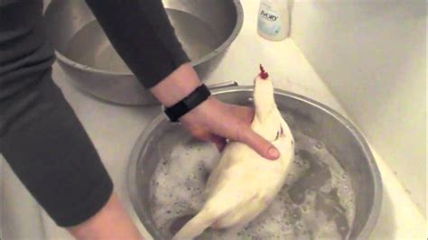 Chicken Keeping Basics How To Bathe A Chicken Youtube