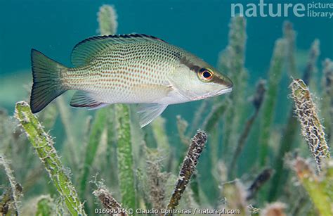 Stock Photo Of Gray Grey Snapper Lutjanus Griseus Hiding Amongst