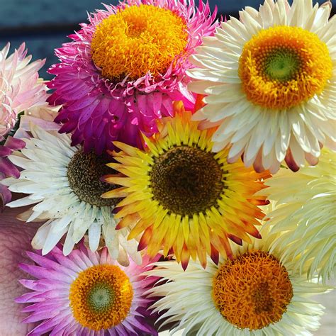 Xerochrysum Bracteatum Mixed Colour Everlasting Paper Daisy 1g