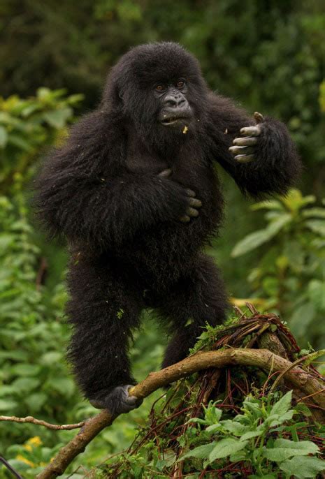 Mountain Gorillas In Uganda Visit Gorilla