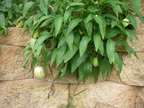 Pepino Kendall Gold Tree Solanum Muricatum