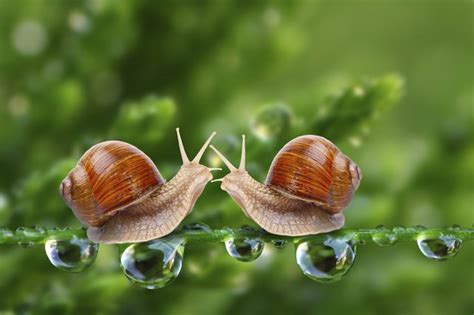 How do snails move