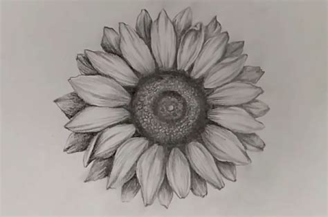 How To Draw A Sunflower 10 Easy Drawing Projects