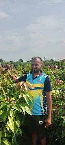 Dasheri Mango Plant For Agricultural Gardening At Rs Piece In Surat