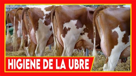 UBRE De Las Vacas Esencial PARA BUENAS PRODUCCIONES Vacas Lecheras