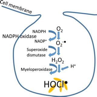 Respiratory burst in equine neutrophils. NADPH oxidase is released from ...