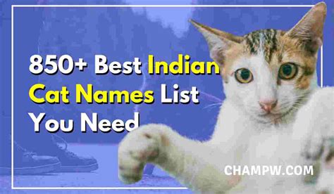 850+ Best Indian Cat Names List You Need In 2024