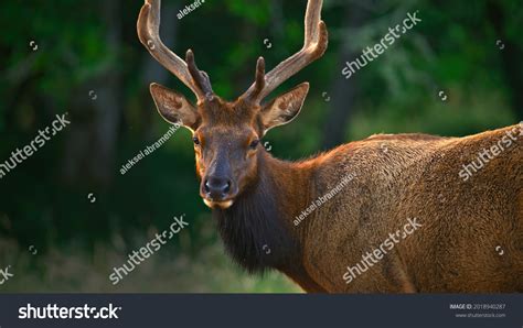 Photos Wild Animals Their Natural Habitat Stock Photo 2018940287 ...