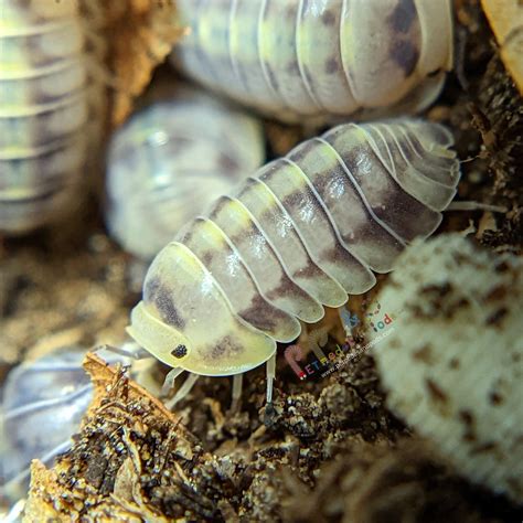 Armadillidium Maculatum Yellow Zebra Pet Pedes And Pods