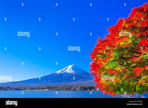 Autumn Leaves at Lake Kawaguchi Stock Photo - Alamy