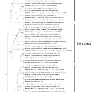 Bayesian Inference Phylogenetic Tree Of Borrelia Spp Based On The