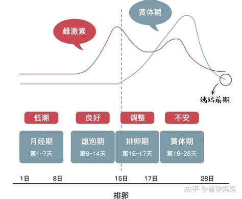 雌激素和卵泡有哪些关联 知乎