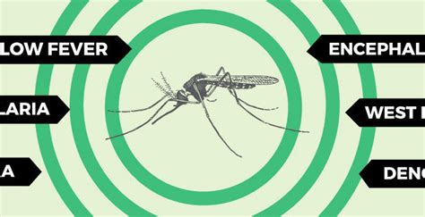 What Diseases Do Mosquitoes Carry? | Mosquito Joe