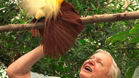 Watch: Attenborough upstaged by Bird of Paradise