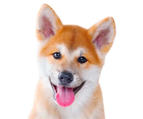 Shiba Inu Top Lap Dogs