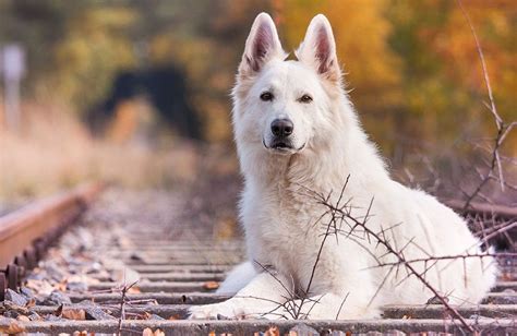 Top Des Races De Chiens De Garde Depuis Mon Hamac German