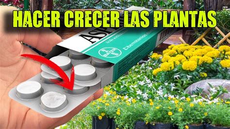 Con solo una Aspirina Tus Plantas CrecerÃn Hacer Crecer las Plantas