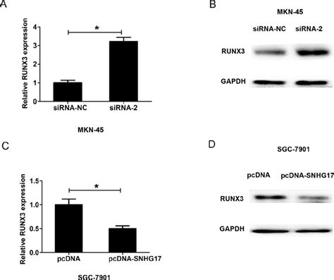 Snhg17 Regulated Runx3 Expression In Gc Cells A B The Runx3 Mrna And Download Scientific