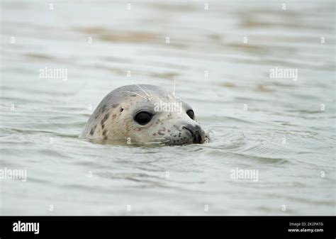 Grey Seal Halichoerus Grypus Swimming With Head Above Water Stock