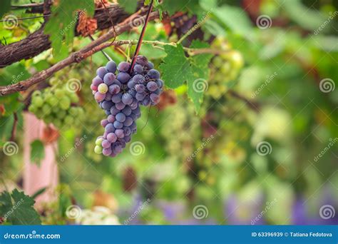 Uvas Vermelhas Roxas As Folhas Verdes Na Videira Imagem De Stock