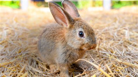 Straw Bedding For Rabbits The Key Facts Blue Mountain Hay