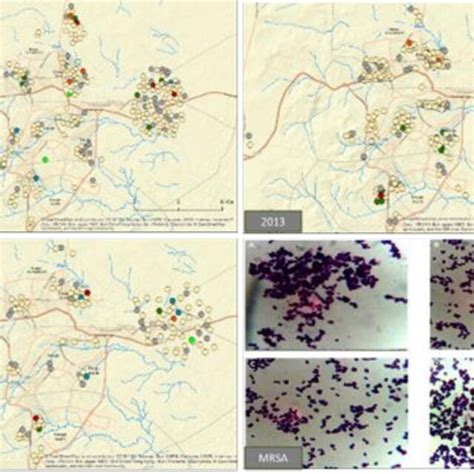 Spatiotemporal Distribution Of Mrsa Prevalence By Clinical Samples Used Download Scientific