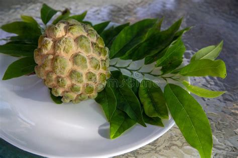 Hand Picked Cherimoya Stock Image Image Of Food Fresh 274527185