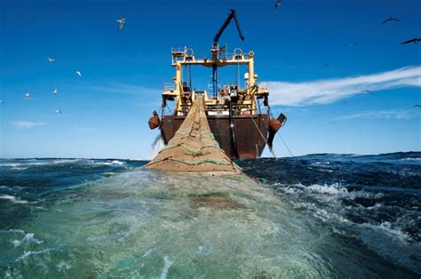 Photo Shows The Massive Nets Used Which Adds To Overfishing