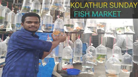 Sunday Kolathur Wholesale Fish Market Chennai Youtube