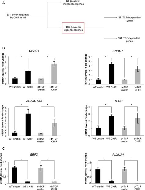 TCF LEF dependent and independent transcriptional regulation of Wnt β