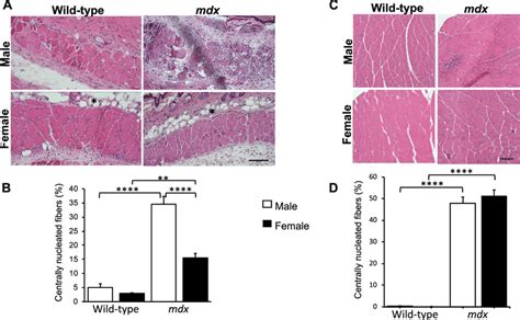 Pc Muscle Degeneration Regeneration Is Sex Related A Histological