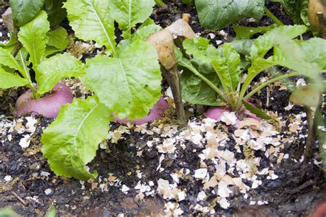 Crushed Shells For Plants