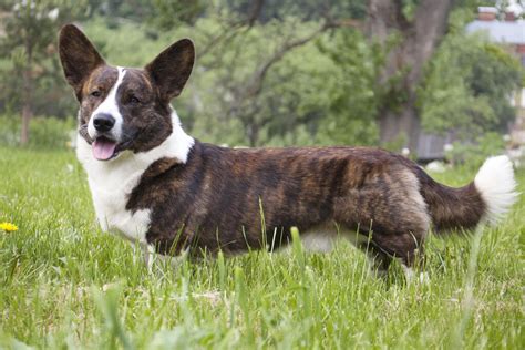 Cardigan Welsh Corgi Dogs