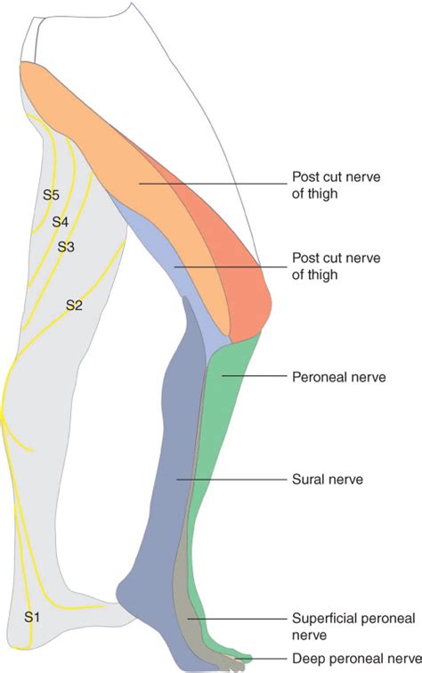 Groin Nerve Pain Overview And Treatment Options Atelier Yuwa Ciao Jp