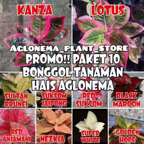 Jual Promo Paket Bonggol Aglonema Bermacam Bonggol Shopee Indonesia