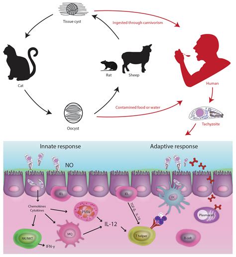 Pathogens Free Full Text Overview Of Apoptosis Autophagy And