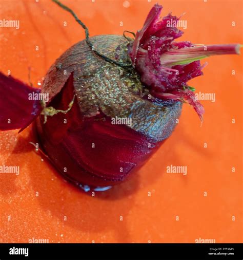 Beetroot Vegetable Being Peeled On An Orange Chopping Board Red Purple