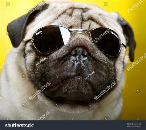 Pug With Sunglasses Fun Shoot Stock Photo 56878480 Shutterstock