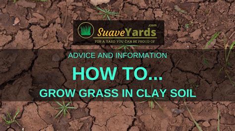 How To Grow Grass In Clay Soil Steps To A Healthy Lawn