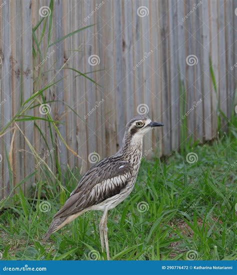 Australian Wildlife Series Queensland Bush Stone Curlew Burhinus