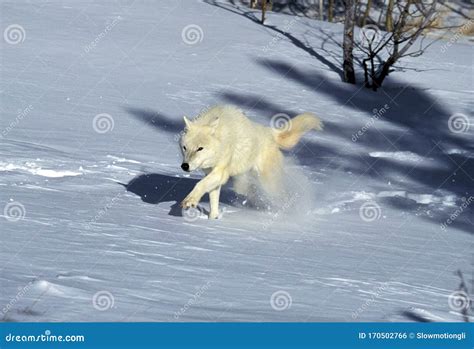 De Tundrarum De Canis Lupus De Loup Blanc De La Toundra Photo Stock