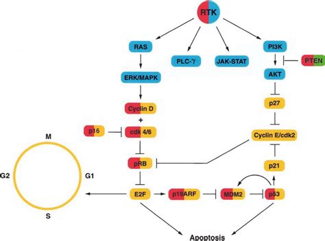 Integration Between Rtk Pathways And The Cell Cycle Rtk Activated In